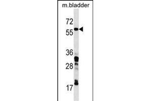 CORO1C Antibody (C-term) (ABIN1537223 and ABIN2850131) western blot analysis in mouse bladder tissue lysates (35 μg/lane). (CORO1C anticorps  (C-Term))