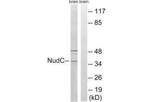 Western blot analysis of extracts from rat brain cells, using NudC (Ab-326) antibody.