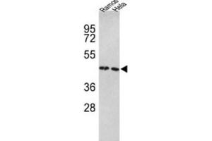 Western Blotting (WB) image for anti-Tu Translation Elongation Factor, Mitochondrial (Tufm) antibody (ABIN3001714) (TUFM anticorps)
