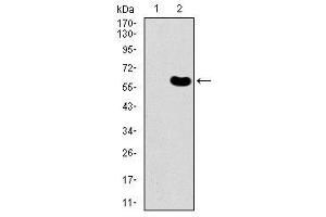 Image no. 3 for anti-DKK3 antibody (ABIN1491710) (DKK3 anticorps)