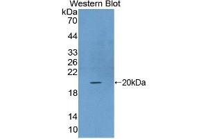 Figure. (FGF22 anticorps  (AA 33-170))