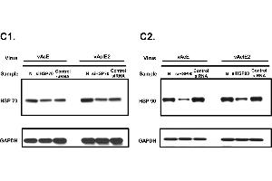 HSPs positively regulate IE2 transaction activity.