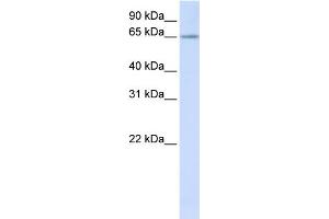 WB Suggested Anti-RSPRY1 Antibody Titration:  0. (RSPRY1 anticorps  (N-Term))