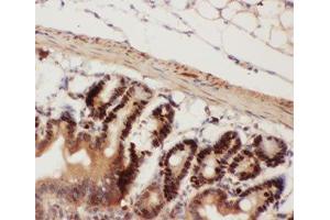 IHC-P testing of mouse intestine tissue