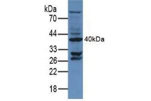 Western blot analysis of Mouse Testis Tissue. (CD34 anticorps  (AA 36-287))