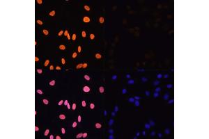 Immunofluorescence analysis of NIH/3T3 cells using Acetyl-Histone H3-K4 antibody (ABIN7267672) at dilution of 1:100.