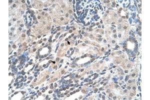 PIGV antibody was used for immunohistochemistry at a concentration of 4-8 ug/ml to stain Epithelial cells of renal tubule (arrows) in Human Kidney. (PIGV anticorps  (N-Term))