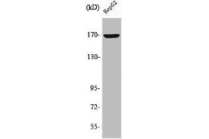 Western Blot analysis of HepG2 cells using COL4A6 Polyclonal Antibody (COL4a6 anticorps  (C-Term))