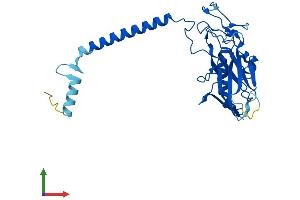 AlphaFold protein structure predicition of Human Recombinant ATP4B Protein, UniprotID P51164