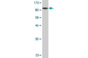Western Blot detection against Immunogen (93.