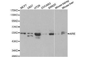 Western blot analysis of extracts of various cell lines, using AIRE antibody. (AIRE anticorps)