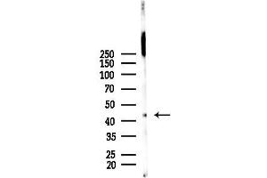 Western blot analysis of lysates from Mouse brain, using MEK1/2 Antibody at 1/1000 dilution.