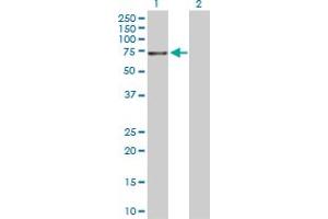 Western Blot analysis of NTRK3 expression in transfected 293T cell line by NTRK3 MaxPab polyclonal antibody.