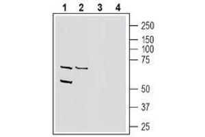 Western blot analysis of human THP-1 monocytic leukemia cell line lysate (lanes 1 and 3) and human MCF-7 breast adenocarcinoma cell line lysate (lanes 2 and 4): - 1-2. (PVRL4 anticorps  (Extracellular, N-Term))
