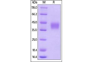 Cynomolgus CD16, His Tag (BLI verified) on  under reducing (R) condition.