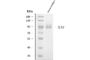 Western blot analysis of Tlr4 using anti-Tlr4 antibody (ABIN7600972).