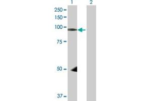 Western Blot analysis of NEDD9 expression in transfected 293T cell line by NEDD9 MaxPab polyclonal antibody.