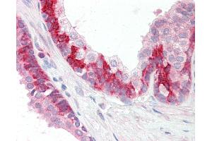 Anti-KEAP1 antibody IHC staining of human prostate. (KEAP1 anticorps  (C-Term))