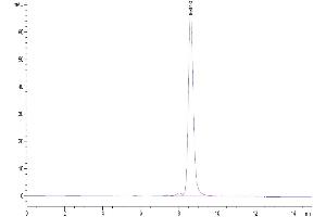 The purity of Human CD27 Ligand Trimer is greater than 95 % as determined by SEC-HPLC.