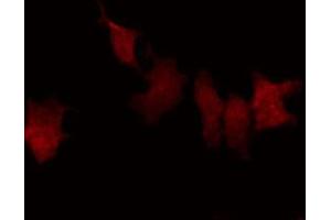 ABIN6269367 staining HeLa by IF/ICC.