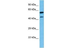 Host:  Mouse  Target Name:  NR2F1  Sample Tissue:  Mouse Liver  Antibody Dilution:  1ug/ml (NR2F1 anticorps  (N-Term))