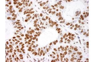 Immunohistochemistry (IHC) image for anti-Histone H4 (HISTH4) (C-Term) antibody (ABIN7453610) (Histone H4 anticorps  (C-Term))
