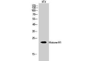 Western Blot analysis of 3T3 cells using Histone H1 Polyclonal Antibody at dilution of 1:1000. (Histone H1 anticorps)