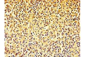 Immunohistochemistry of paraffin-embedded human spleen tissue using ABIN7143385 at dilution of 1:100 (F4/80 anticorps  (AA 21-290))