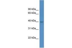 HPDL antibody  (AA 253-302)