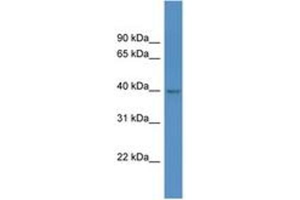 HPDL antibody  (AA 253-302)