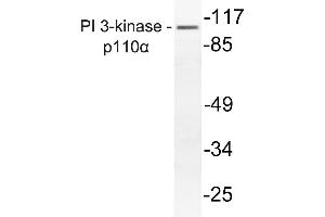 Western blot (WB) analysis of PI3-Kinase p110alpha antibody in extracts from mouse liver. (PIK3CA anticorps)