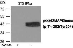 Western blot analysis of extracts from 3T3 cells treated with IFNa using ERK1/2 (Phospho-Thr202/Tyr204) Antibody. (ERK1 anticorps  (pThr202, pTyr204))