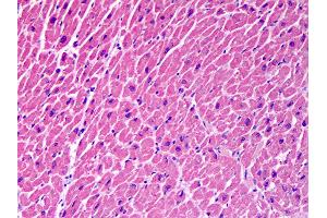 Anti-STX18 / Syntaxin 18 antibody IHC of human heart.