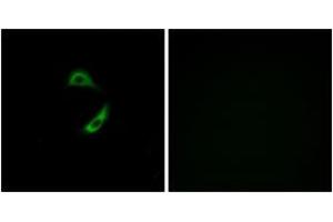 Immunofluorescence (IF) image for anti-Olfactory Receptor, Family 10, Subfamily G, Member 9 (OR10G9) (AA 231-280) antibody (ABIN2890917) (OR10G9 anticorps  (AA 231-280))