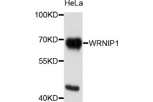 Western blot analysis of extracts of HeLa cells, using WRNIP1 antibody. (WRNIP1 anticorps)