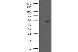 Image no. 2 for anti-U-Box Domain Containing 5 (UBOX5) (AA 1-130), (AA 419-487) antibody (ABIN1490573)