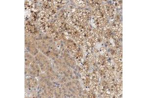 Immunohistochemical staining (Formalin-fixed paraffin-embedded sections) of human adrenal gland with RBM23 polyclonal antibody  shows moderate cytoplasmic positivity in cortical cells. (RBM23 anticorps)