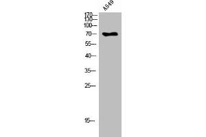 Western Blot analysis of A549 cells using Peroxin 5 Polyclonal Antibody (PEX5 anticorps  (C-Term))