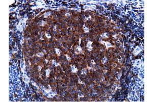 Immunohistochemical staining of paraffin-embedded Human Kidney tissue using anti-PIK3AP1 mouse monoclonal antibody. (PIK3AP1 anticorps)