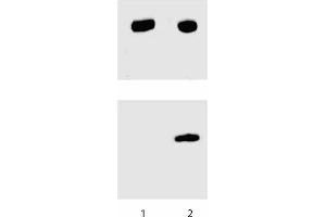 Western blot analysis for Stat3 (pY705). (STAT3 anticorps  (pTyr705))