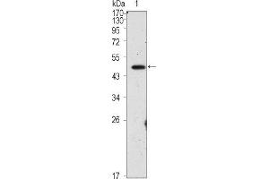Western blot analysis using OCT4 mouse mAb against PMA treated HepG2 cell lysate (1). (OCT4 anticorps)
