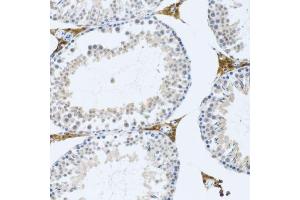 Immunohistochemistry of paraffin-embedded mouse testis using FMOD antibody. (Fibromodulin anticorps  (AA 19-376))