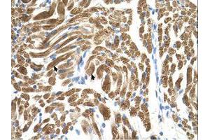 Image no. 1 for anti-Peroxisomal Biogenesis Factor 10 (PEX10) (AA 201-250) antibody (ABIN6738077)