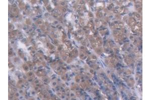 DAB staining on IHC-P; Samples: Rat Stomach Tissue
