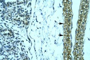 Image no. 1 for anti-Homeobox D12 (HOXD12) (N-Term) antibody (ABIN202150)