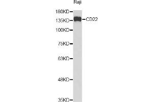 Western blot analysis of extracts of Raji cells, using CD22 Antibody. (CD22 anticorps)
