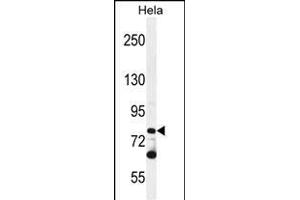 PCDHB10 Antibody (C-term) (ABIN655645 and ABIN2845121) western blot analysis in Hela cell line lysates (35 μg/lane). (PCDHB10 anticorps  (C-Term))