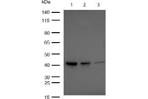 All lanes : BMP6 Rabbit mAb at 1/1k dilution Lane 1 : HUVEC whole cell lysates Lane 2 : 293T whole cell lysates Lane 3 : A549 whole cell lysates Lysates/proteins at 20 μg per lane.