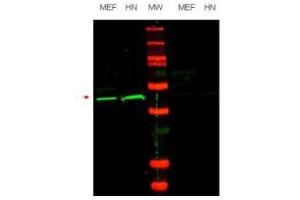 Image no. 1 for anti-POU Class 5 Homeobox 1 (POU5F1) (Internal Region) antibody (ABIN297385) (OCT4 anticorps  (Internal Region))