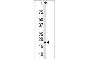 Western blot analysis of COX4I1 Antibody (N-term) (ABIN653098 and ABIN2842689) in Hela cell line lysates (35 μg/lane). (COX IV anticorps  (N-Term))